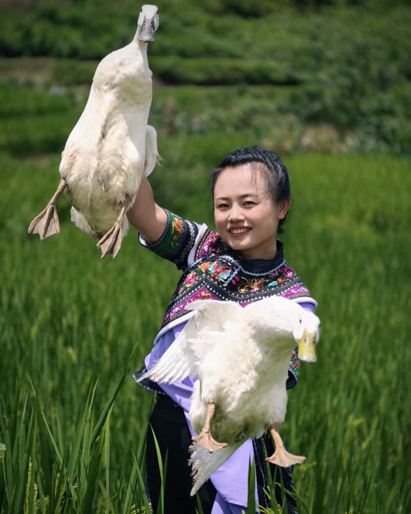 云南哈尼梯田散养白条鸭