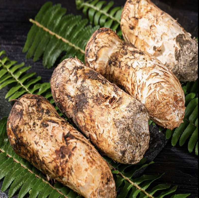 中国松茸之乡雅江新鲜野生松茸刺身级头茬顺丰冷链