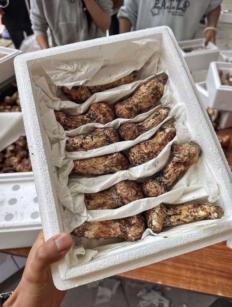 中国松茸之乡雅江新鲜野生松茸刺身级头茬顺丰冷链