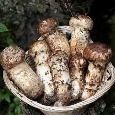 中国松茸之乡雅江新鲜野生松茸刺身级头茬顺丰冷链