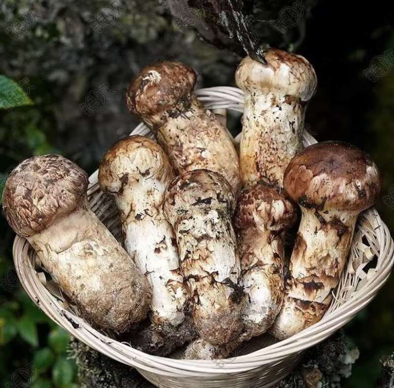 中国松茸之乡雅江新鲜野生松茸刺身级头茬顺丰冷链