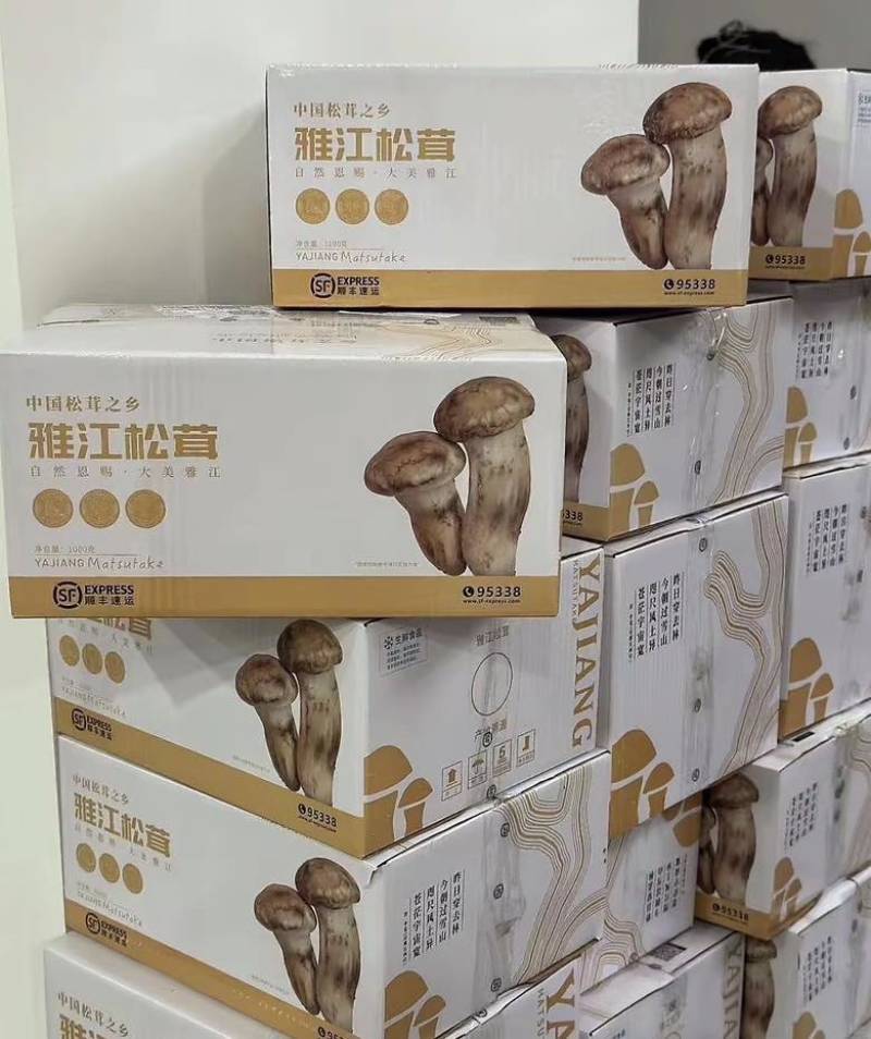 中国松茸之乡雅江新鲜野生松茸刺身级头茬顺丰冷链