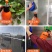 喷壶手动气压式浇花浇水壶园艺家用清洁消毒喷水壶大容量洒水壶