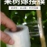 嫁接膜专用膜PE无需打结薄膜自粘式园林果树嫁接胶带包扎带缠绕