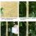 嫁接膜专用膜PE无需打结薄膜自粘式园林果树嫁接胶带包扎带缠绕