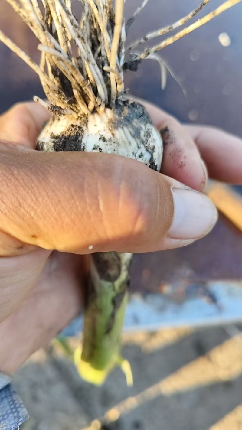 齐齐哈尔鲜蒜