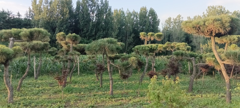 整形黑松