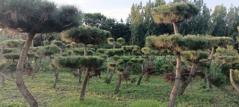 整形黑松