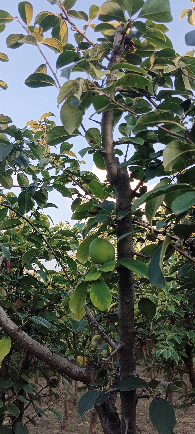 光皮木瓜树