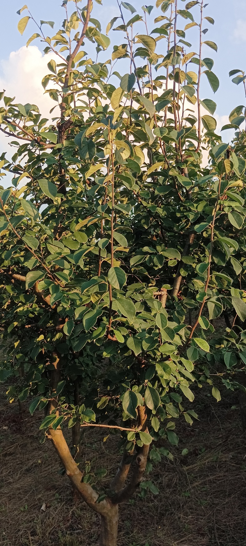 光皮木瓜树