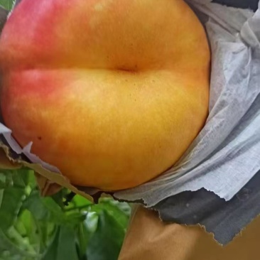 油蟠7
