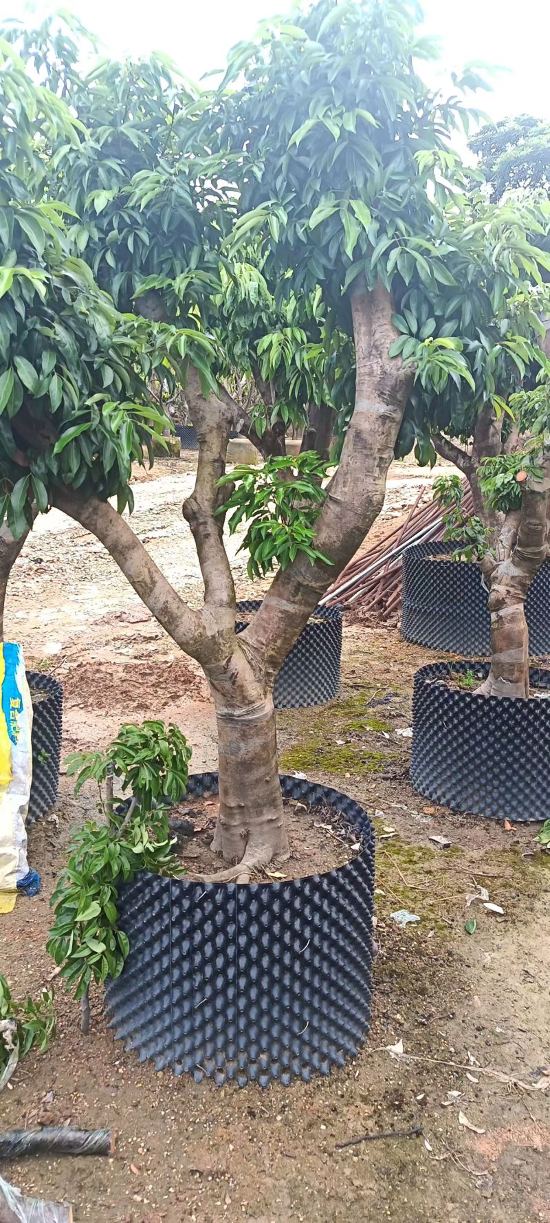 石硖荔枝12---15分，基地直销，低价出售