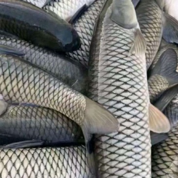 水库鱼，草鱼成品
