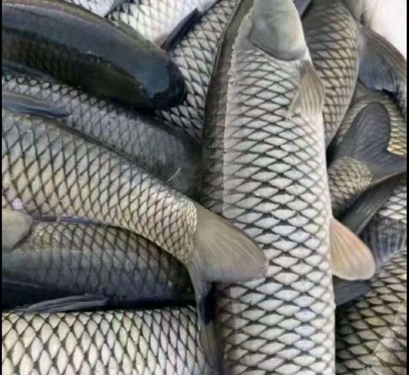 水库鱼，草鱼成品