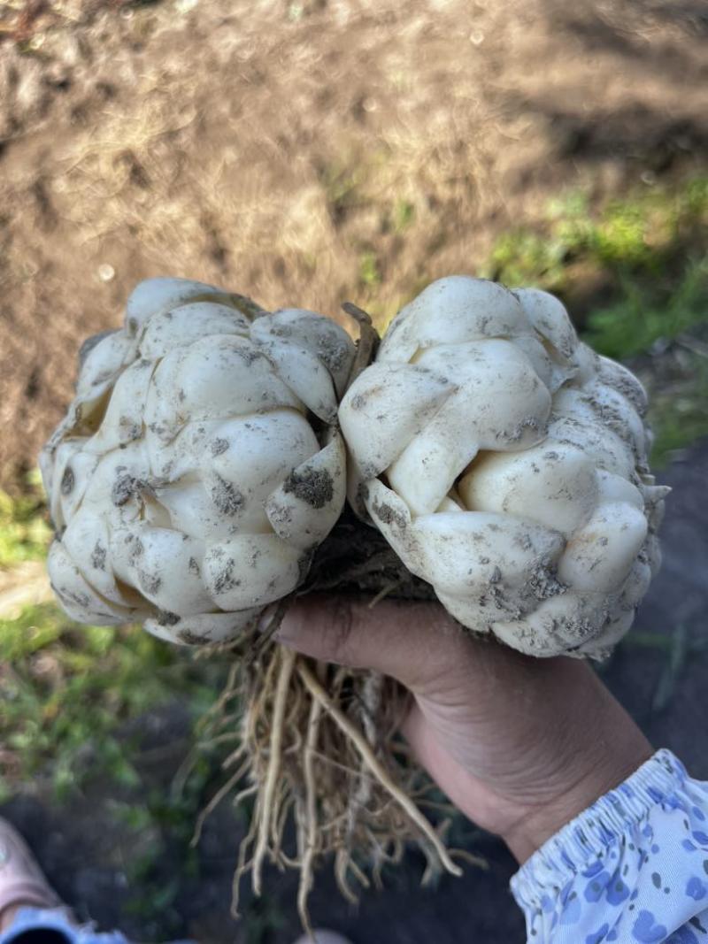 菜百合2两以上