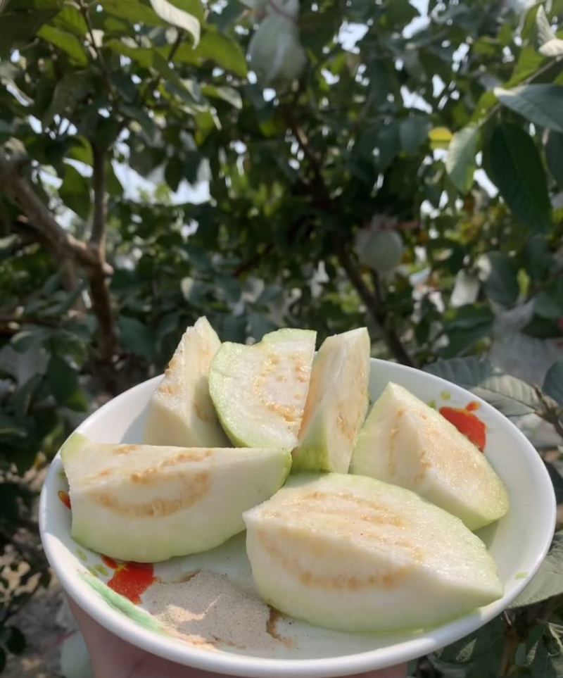 白心芭乐拱应链