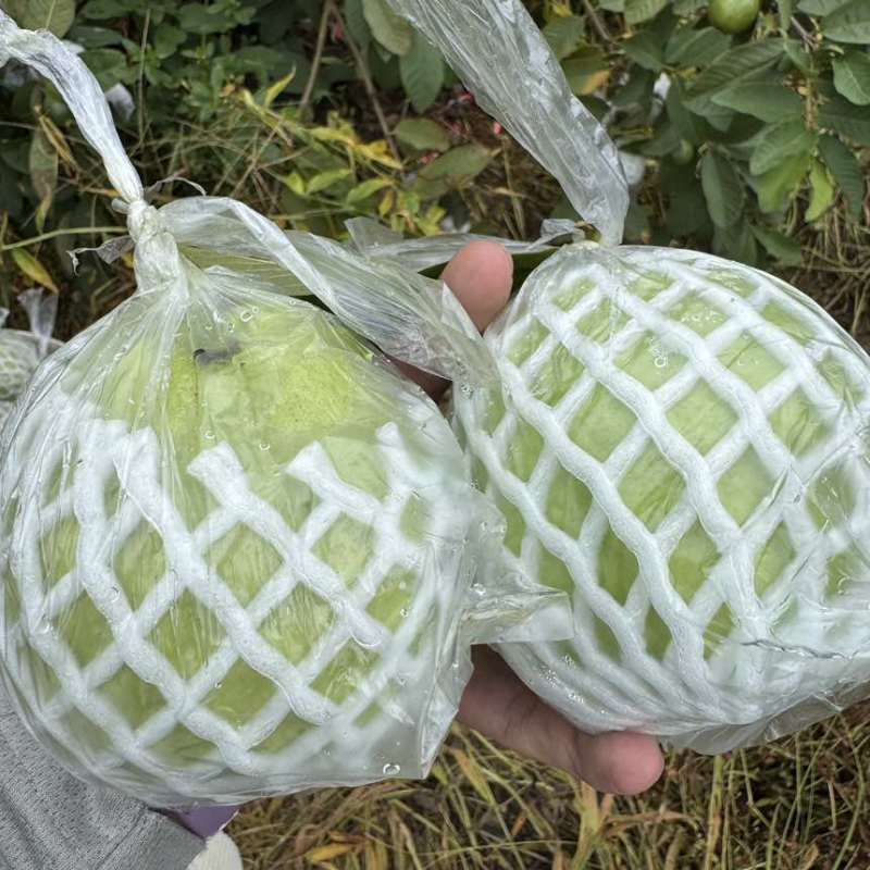 白心芭乐拱应链