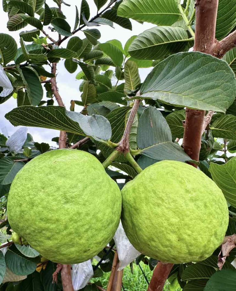 白心芭乐拱应链