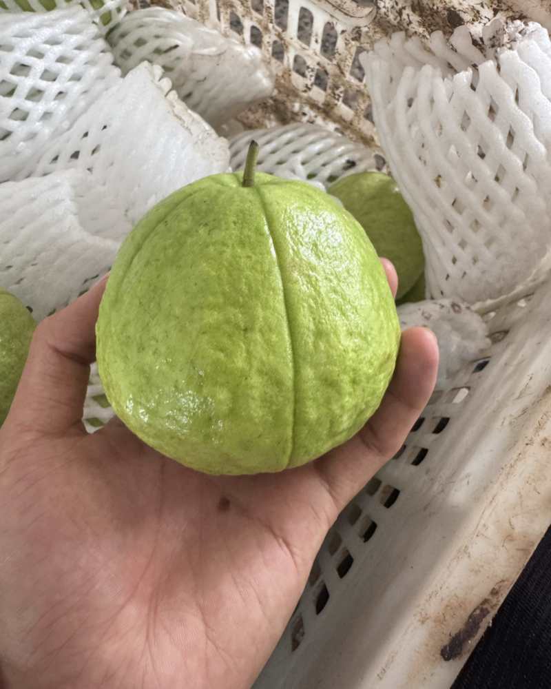 白心芭乐拱应链