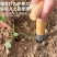 播种打洞器移苗追肥种菜不锈钢育苗菜籽多肉工具播籽花园种苗神器