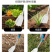绿林野菜铲挖蒜的小铲子挖野菜神器荠菜园艺铁铲挖土户外除草工具