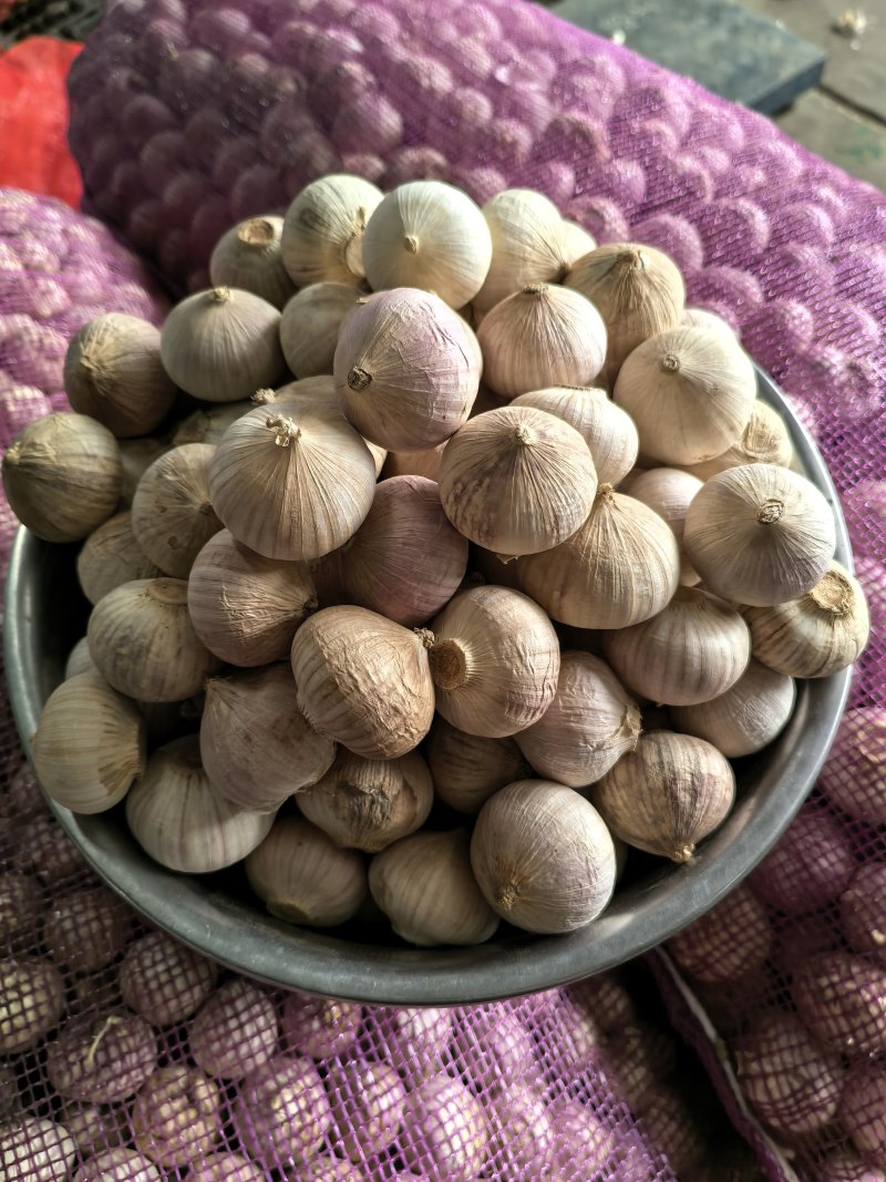 独蒜大中小种型号