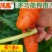 川昱摘菜拇指刀花椒神器不锈钢农用剥豆采茶叶水果蔬防护手指甲套