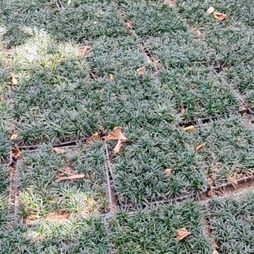 玉龙草50*50盘装货