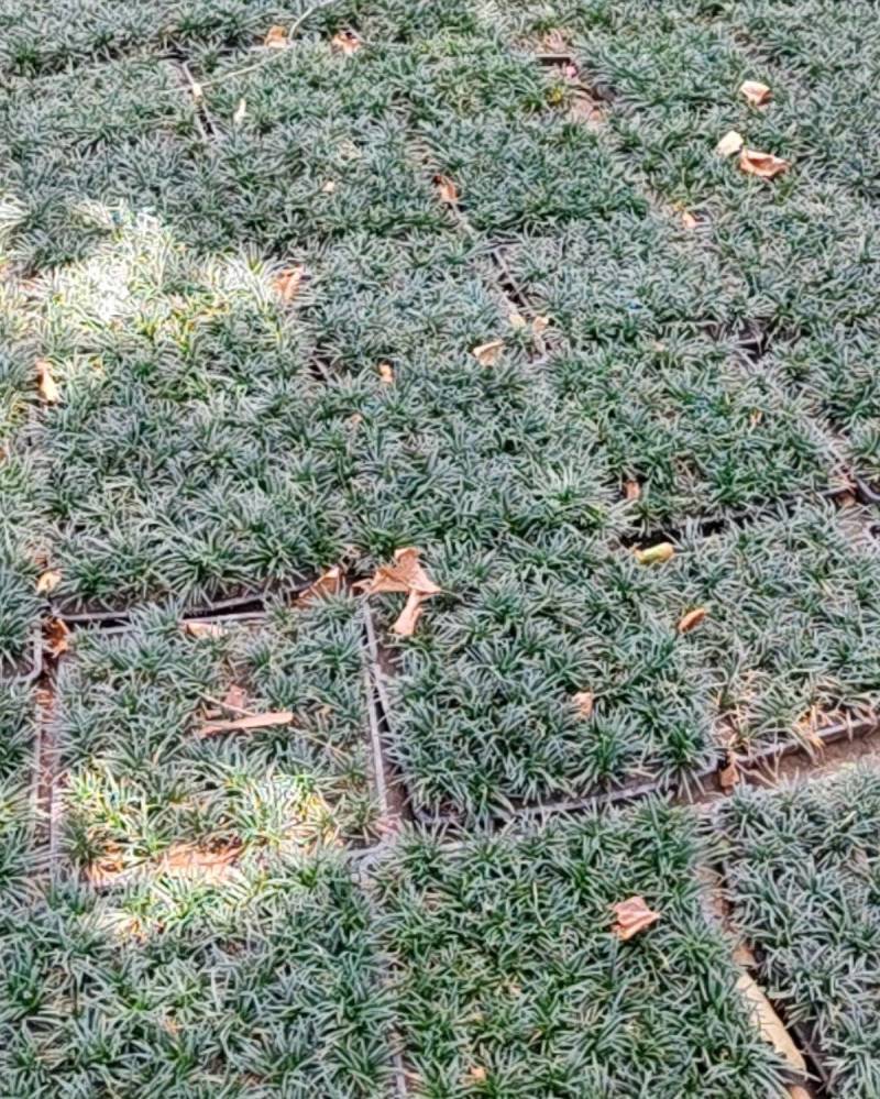 玉龙草50*50盘装货