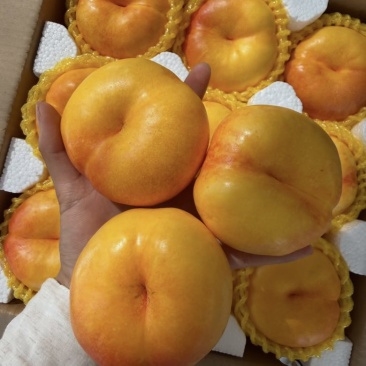蒙阴黄桃