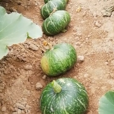 一品香南瓜
