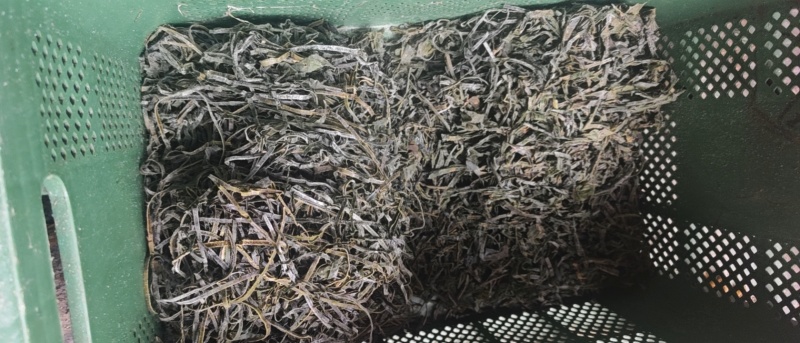 横切海带丝
