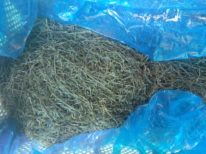 横切海带丝