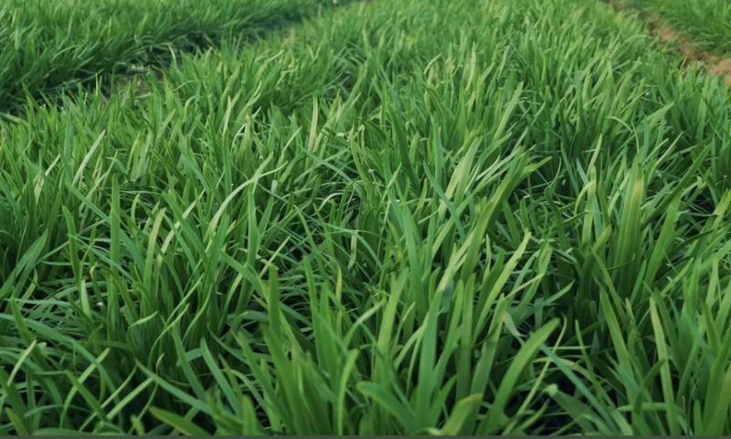 泰兴珊瑚镇韭菜基地直供，新鲜现采全国物流发货。