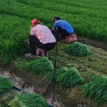 泰兴珊瑚镇韭菜基地直供，新鲜现采全国物流发货。