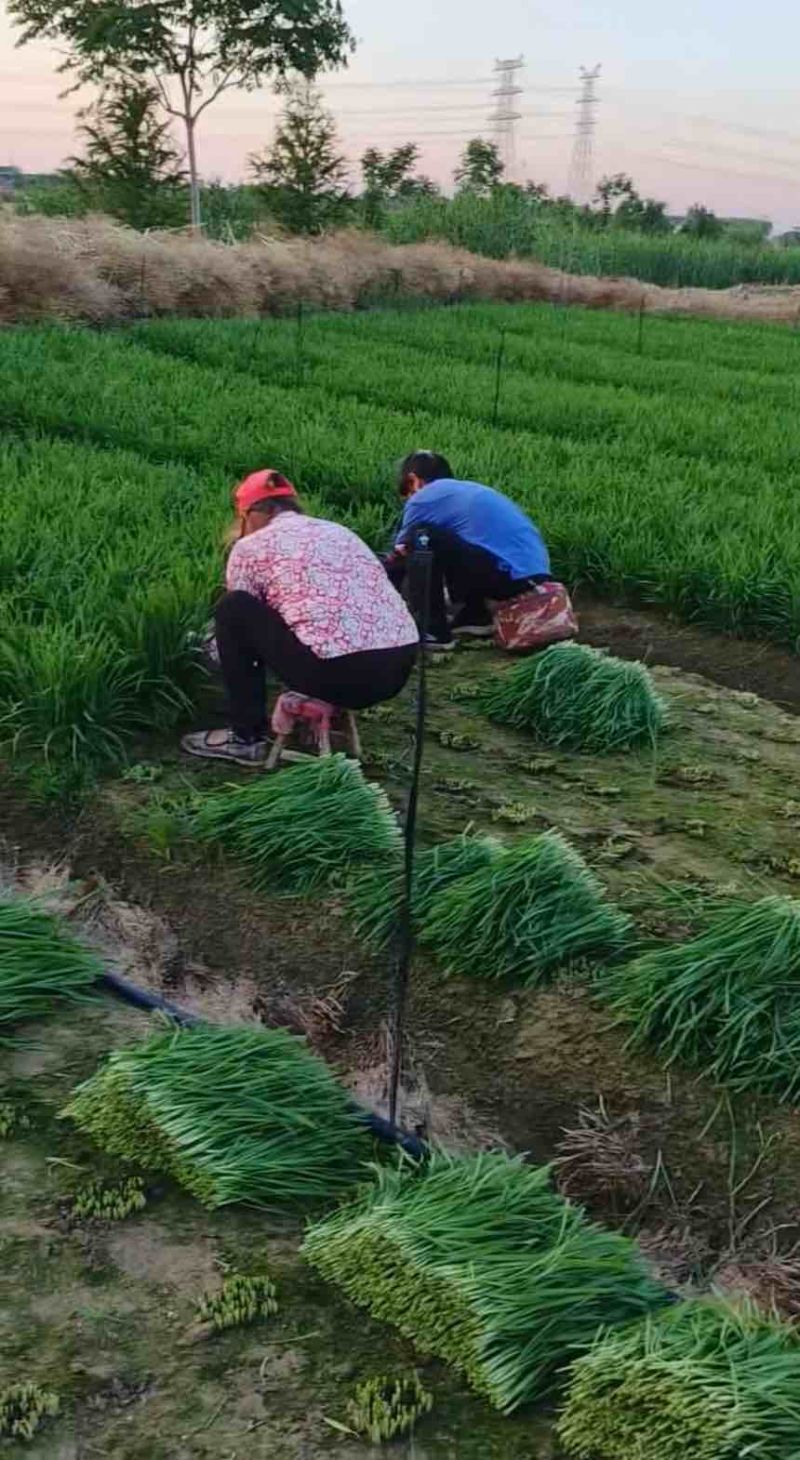 泰兴珊瑚镇韭菜基地直供，新鲜现采全国物流发货。