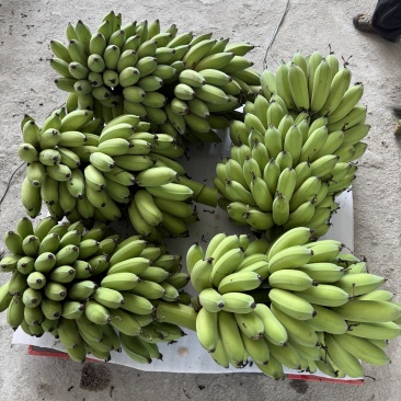 大量西贡蕉上市。
