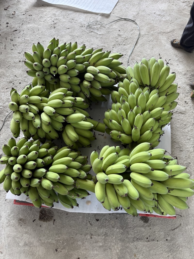 大量西贡蕉上市。