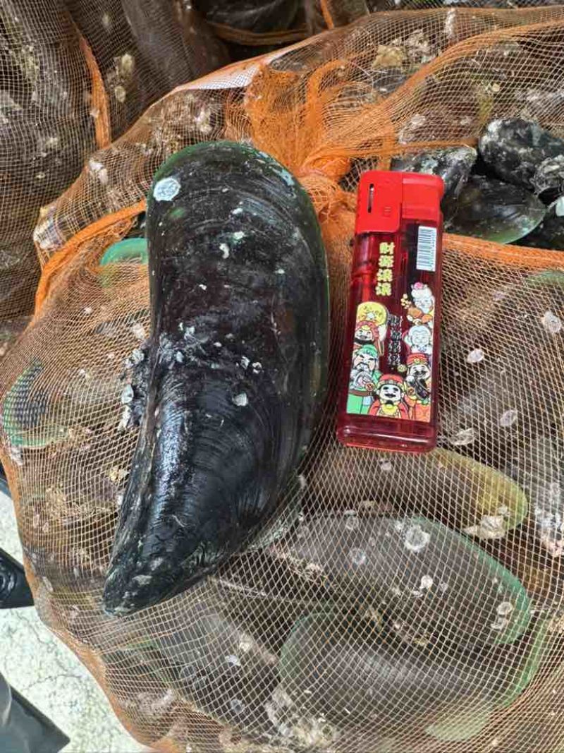 北海本港青口贝规格8公分到12公分