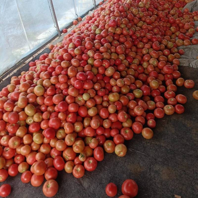 大量硬粉上市，急需客商，大集货，食堂货