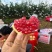 会理突尼斯软籽石榴