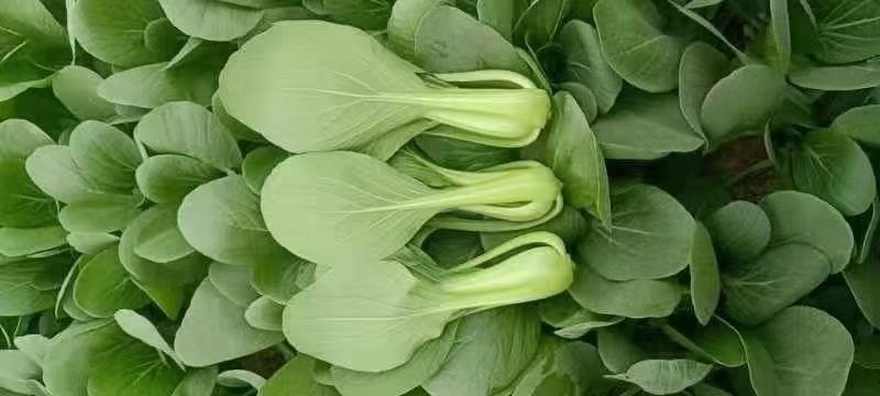 山东自家产地精品上海青油菜小青菜全年有货