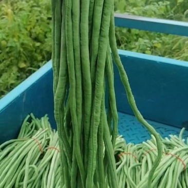 豆角
