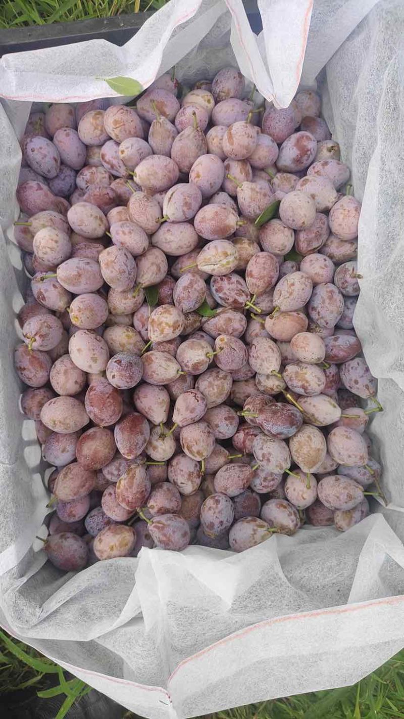 法兰西西梅，通货