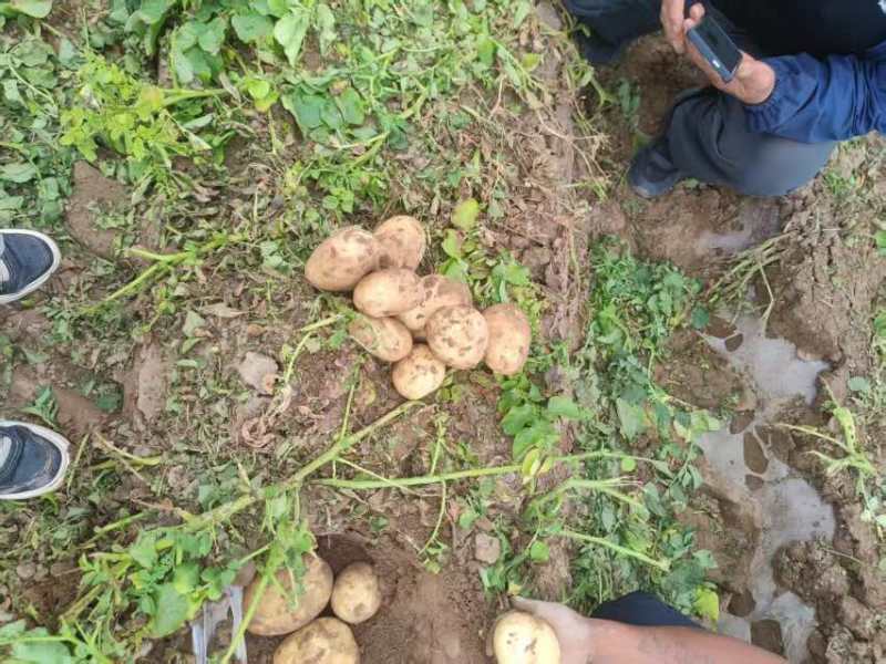 甘肃产地直发土豆精品4-8两主流货支持分拣包装可长