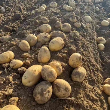 甘肃产地直发土豆精品4-8两主流货支持分拣包装可长
