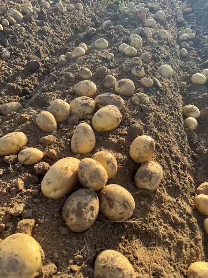 甘肃产地直发土豆精品4-8两主流货支持分拣包装可长