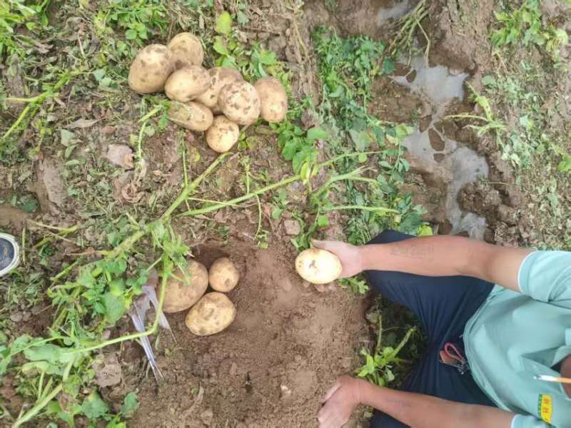 甘肃产地直发土豆精品4-8两主流货支持分拣包装可长