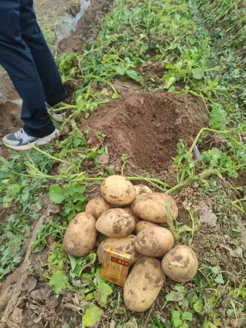 甘肃产地直发土豆精品4-8两主流货支持分拣包装可长