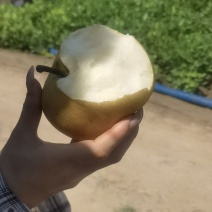 我要卖新玉蜜梨